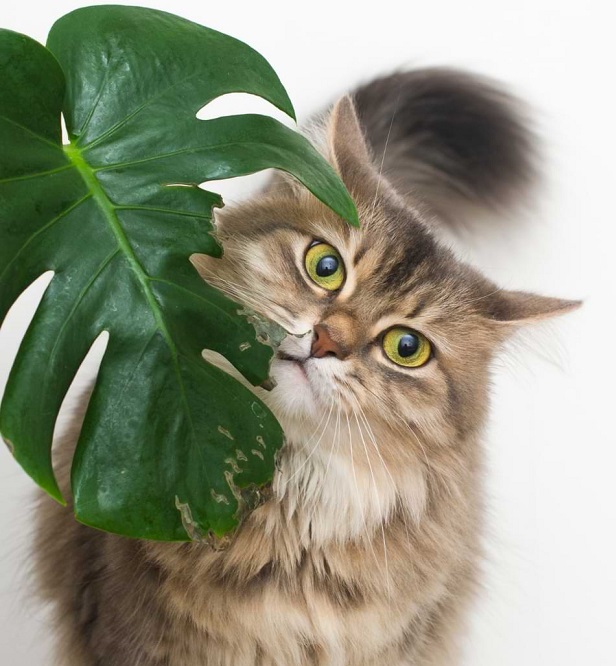 Are Monstera Plants Toxic to Cats? What Every Cat Owner Needs to Know