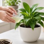 How to Fertilize Houseplants Without Burning Their Roots